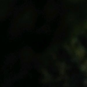 Meet your Posher, Rose